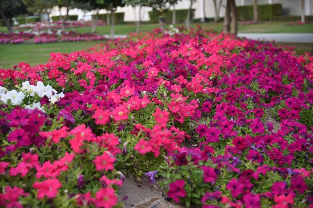 Pictures: Shaji Kayamkulam