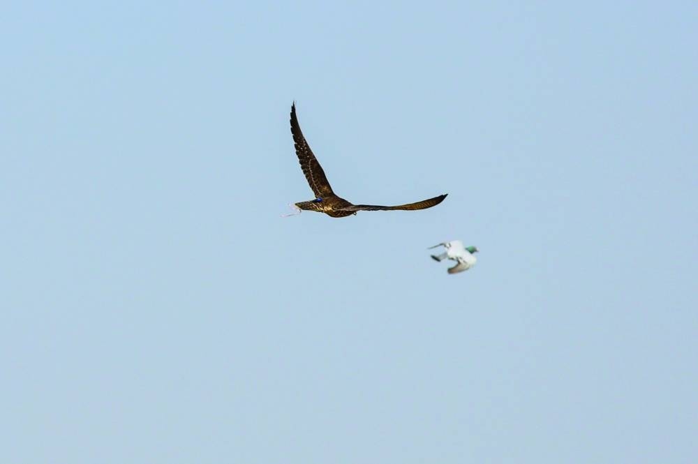 A falcon pursues a homing pigeon