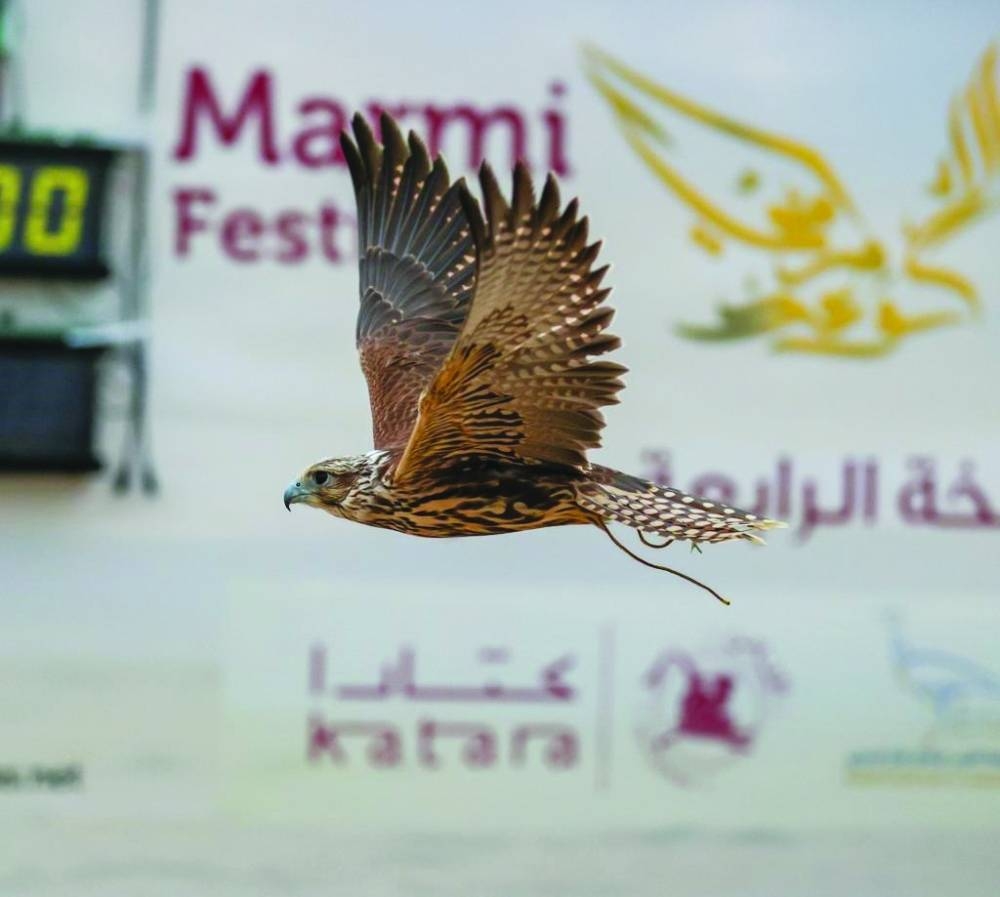 A falcon during the race