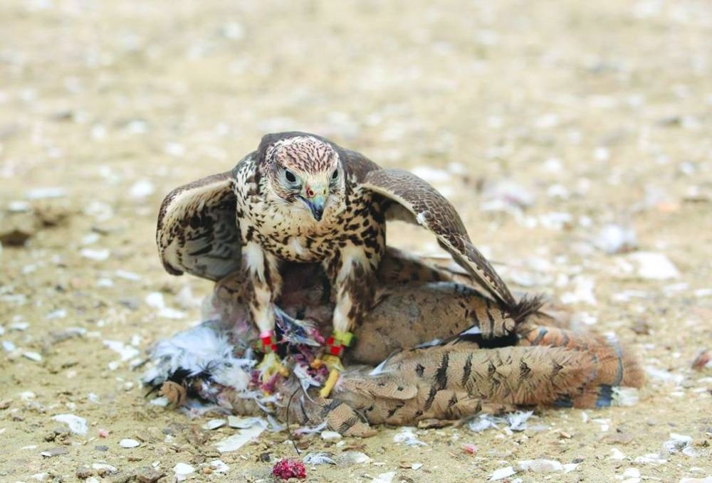 Glimpses from the festival