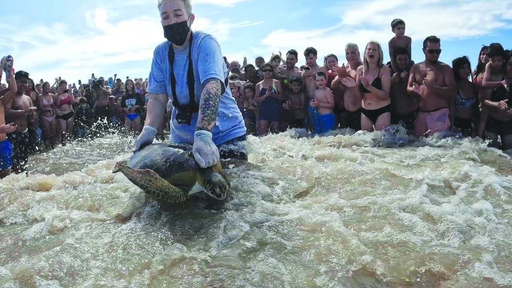 Mundo Marino personnel release two green turtles (Chelonia mydas), which were rescued after they became entangled in fishing nets, with one of the pair of endangered creatures excreting plastic ingested from the sea, in San Clemente del Tuyu, Buenos Aires.