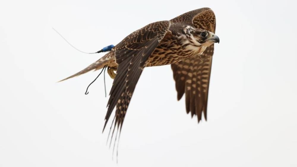 The finals of Al Tala'a enjoyed strong competitions among the best falcons