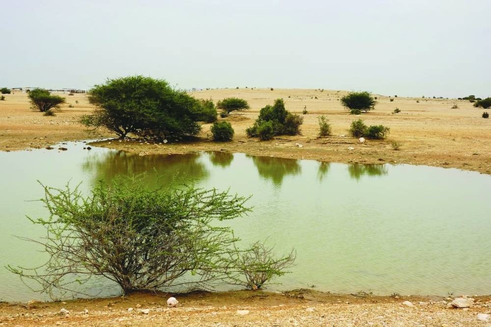 After the rain Saturday at Al Nasraniya, about 53km from Doha
