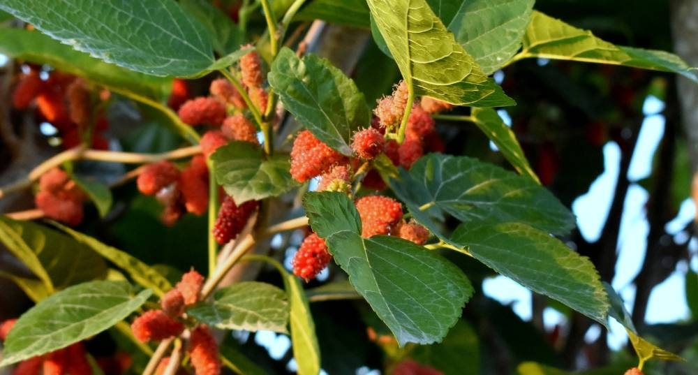  Snapshots from the Mahaseel Festival Saturday. PICTURES: Thajudheen 