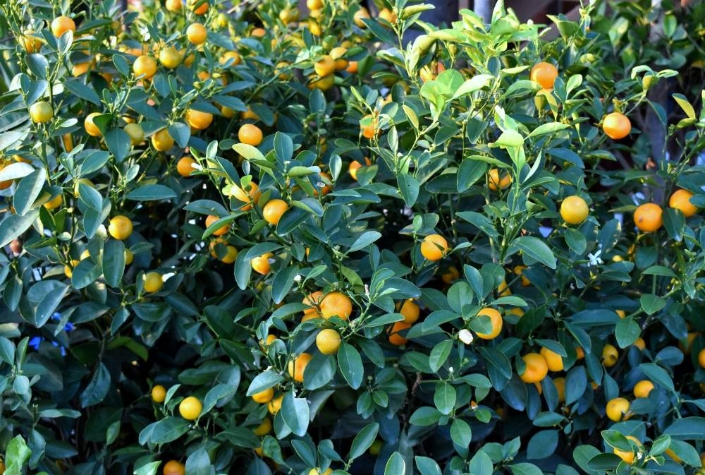  Snapshots from the Mahaseel Festival Saturday. PICTURES: Thajudheen 