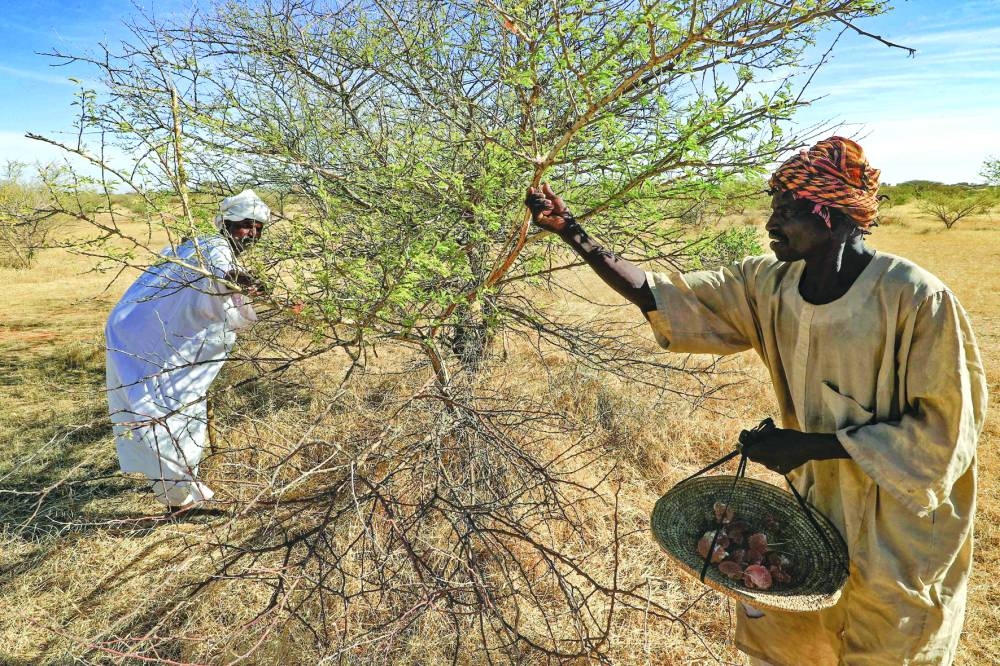 Sudanese men harvest gum arabic sap from an acacia tree, in the state-owned Demokaya research forest some 30km east of El-Obeid, the capital city of the central wilayet (state) of North Kordofan. 