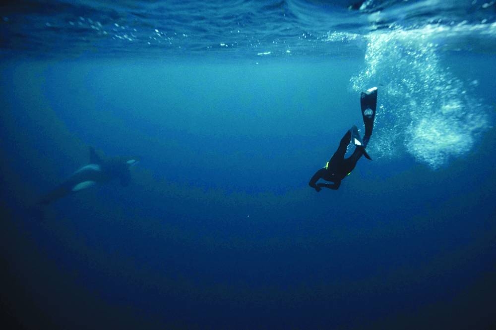 Guerin-Boeri swims next to an Orca in the Arctic Ocean, which is at +3C as the air temperature is -4C at this time of the year during the polar nights. (AFP)