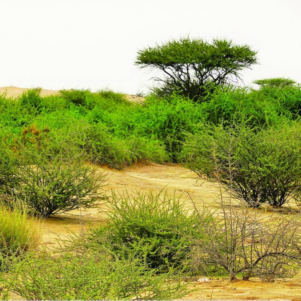 The recent rains have given a new lease of life for the wild lawns across Qatar, as seen in these pictures from Al Jemailiya, about 68km from Doha. PICTURES: Gulf Times news editor Bonnie James.