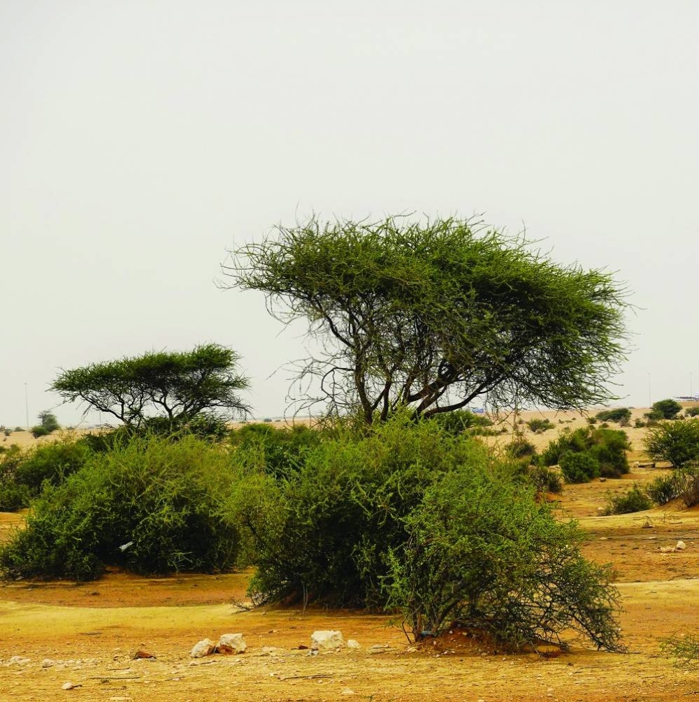 The recent rains have given a new lease of life for the wild lawns across Qatar, as seen in these pictures from Al Jemailiya, about 68km from Doha. PICTURES: Gulf Times news editor Bonnie James.