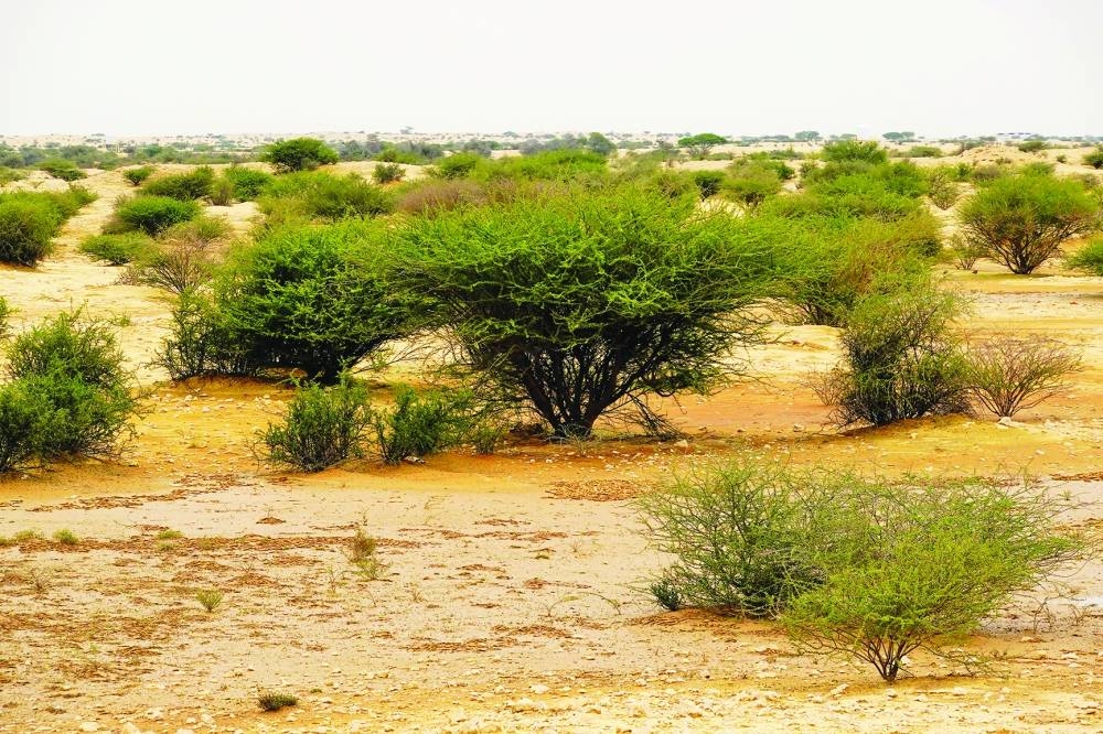 The recent rains have given a new lease of life for the wild lawns across Qatar, as seen in these pictures from Al Jemailiya, about 68km from Doha. PICTURES: Gulf Times news editor Bonnie James.