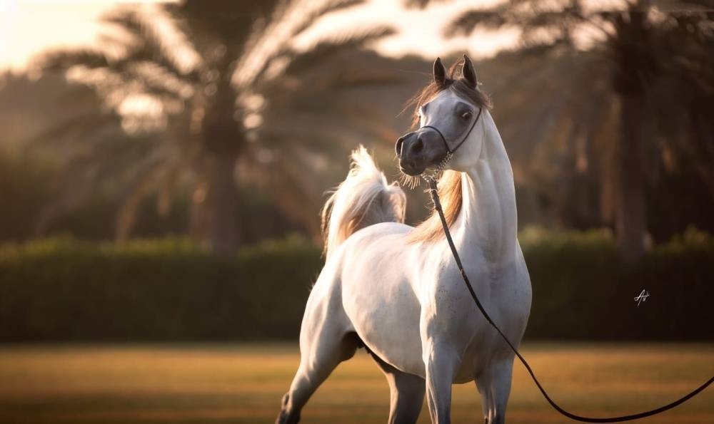 D Shihanah was the highlight of the KIAHF Auction, which saw plenty of action.