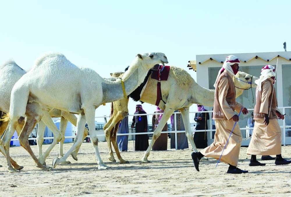Judges assessing camels before giving them points