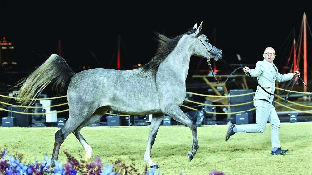 Al Shaqab’s D Beisan claimed top honours in the Fillies 3 Years Old (Class 3B) category.