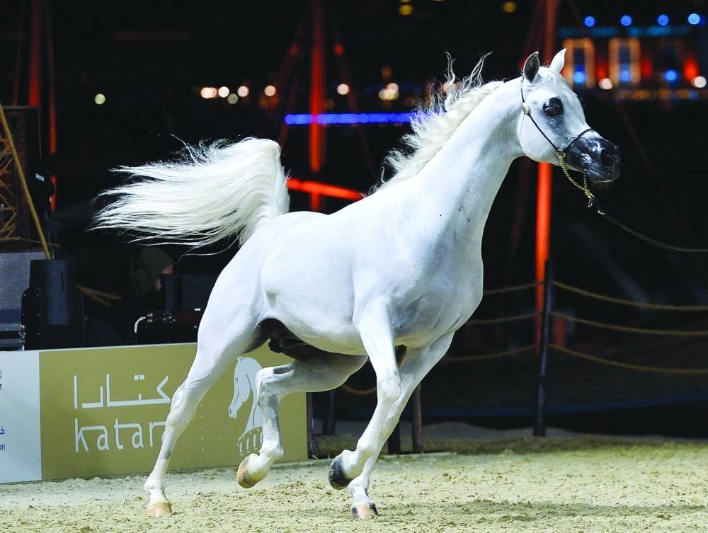 PICTURE: Shaji Kayamkulam