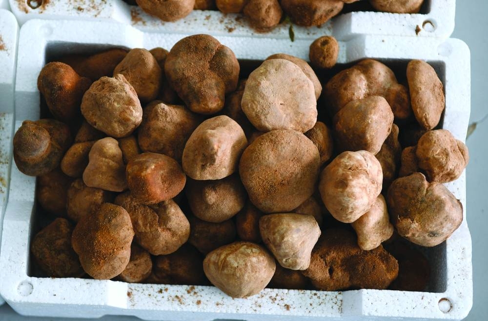 Al Wakra Central Market has been receiving large supplies of desert truffles of late. PICTURE: Shemeer Rasheed.