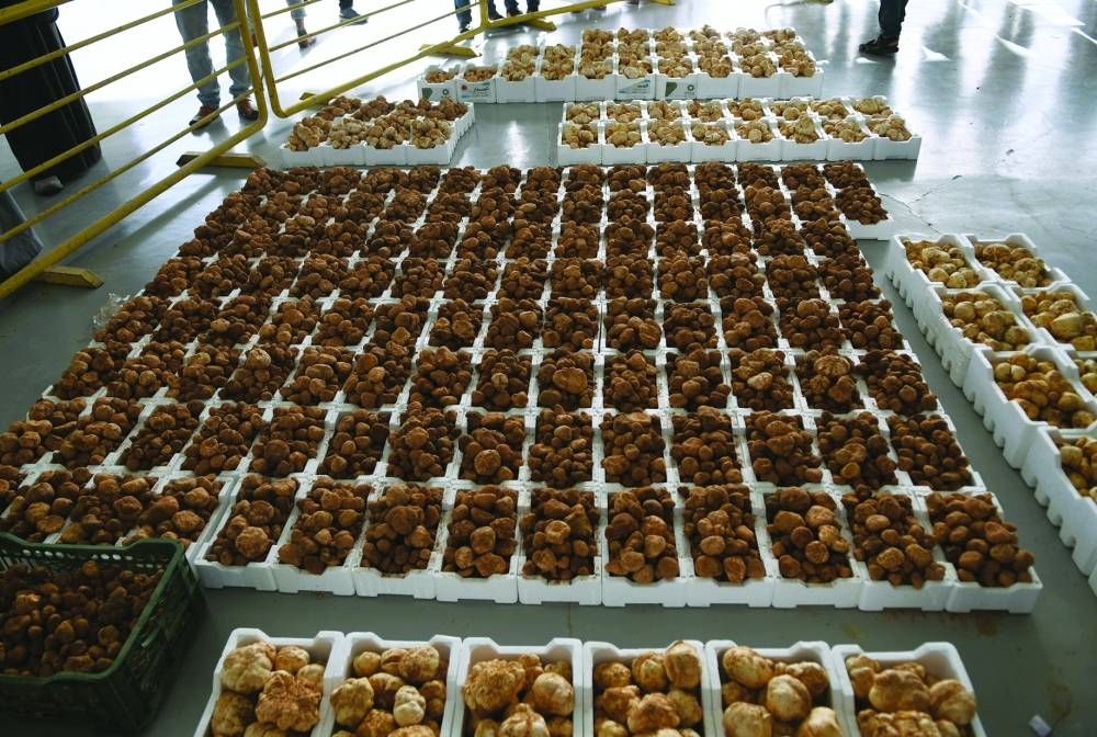 Al Wakra Central Market has been receiving large supplies of desert truffles of late. PICTURE: Shemeer Rasheed.