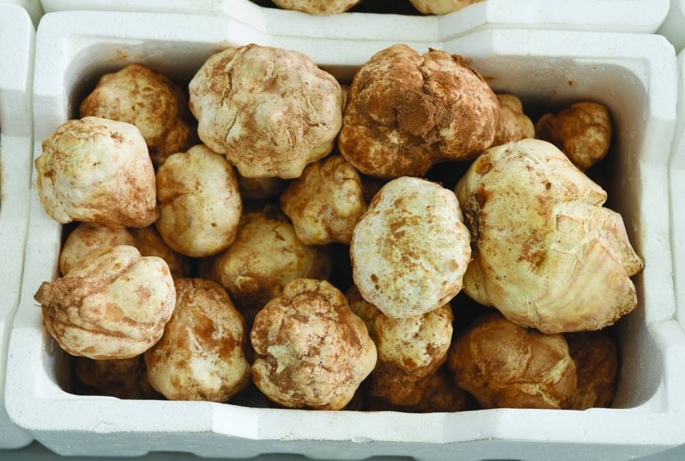 Al Wakra Central Market has been receiving large supplies of desert truffles of late. PICTURE: Shemeer Rasheed.