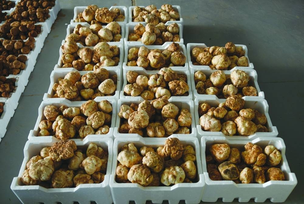 Al Wakra Central Market has been receiving large supplies of desert truffles of late. PICTURE: Shemeer Rasheed.