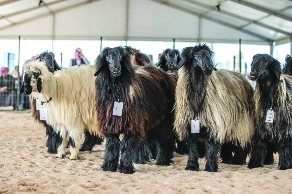 Glimpses from Halal Qatar Festival