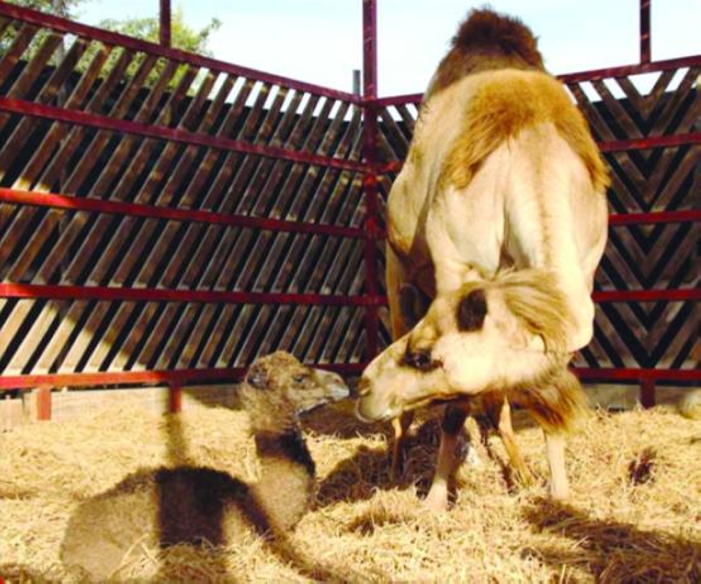 The first camel was born in Ica, Peru.