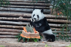 Panda on loan from China dies in Thailand aged 21 - Vimarsana News