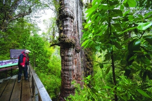 World's 'oldest' tree able to reveal planet's secrets - Vimarsana News