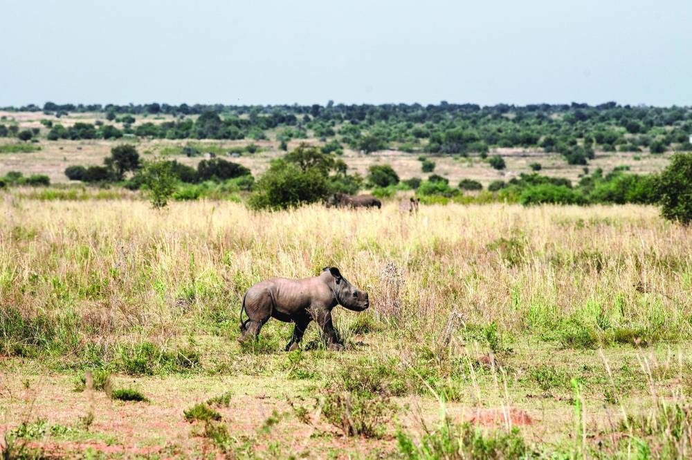A calf of white rhino is seen at an undisclosed location in the North-West Province of South Africa.