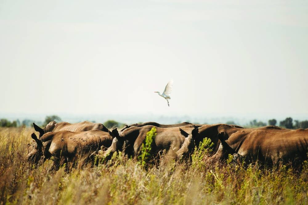 South Africa is home to nearly 80% of the world's rhinos, making it a hotspot for poaching driven by demand from Asia, where horns are used in traditional medicine for their supposed therapeutic effect. The government said 448 of the endangered animals were killed across the country last year, only three fewer than in 2021, despite increased protection efforts at national parks, such as the renowned Kruger.