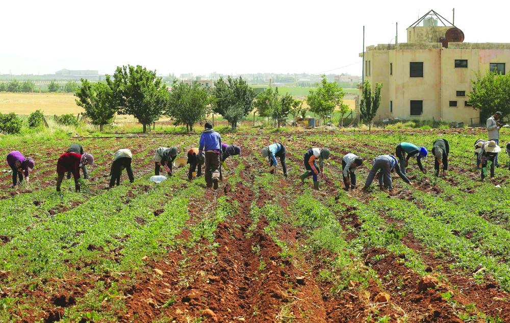Syrian children clean the soil from herbs at an agriculture field in the town of Rayak in the Bekaa valley.