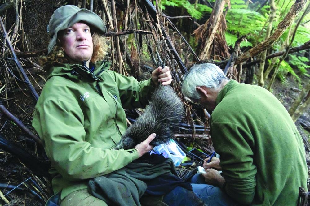 Members of the Capital Kiwi Project team conducting a health check on a female kiwi on Tawa Hill, Terawhiti Station in Wellington.