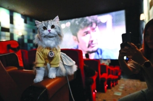 Paws and popcorn: Thai cinema goes pet-friendly - Vimarsana News