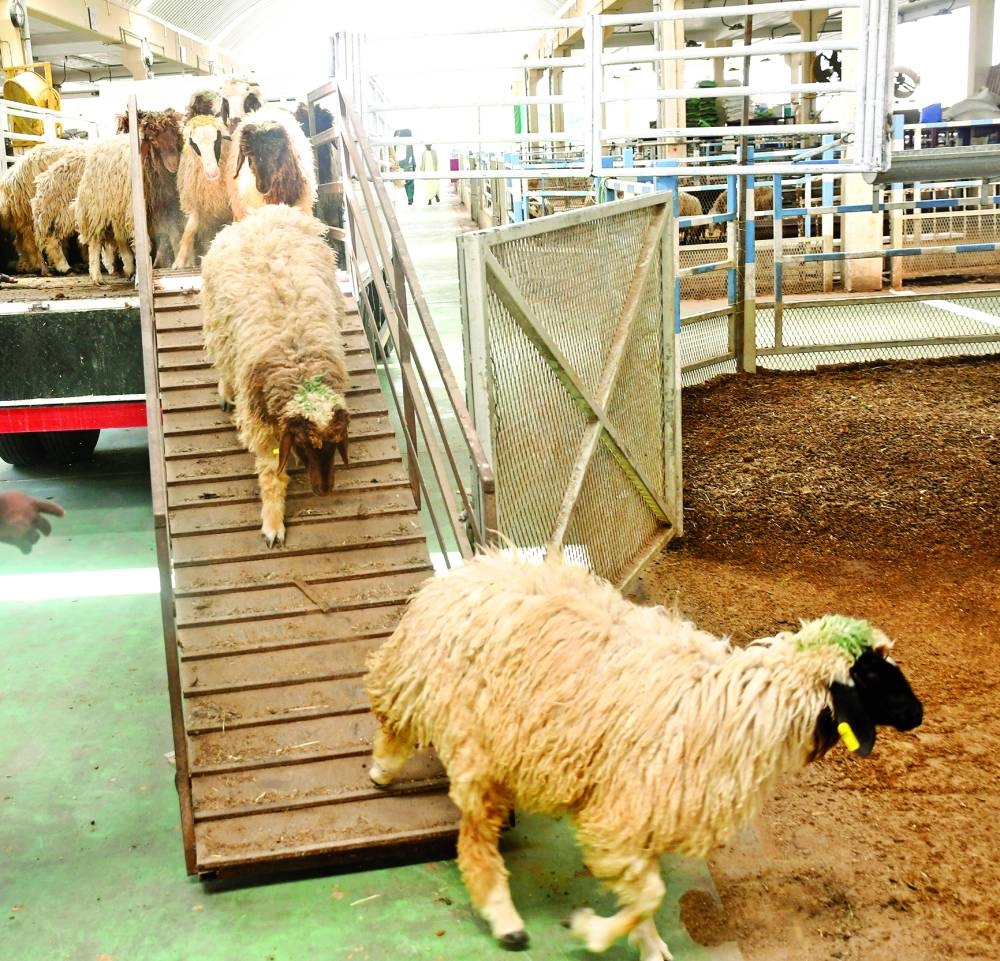 Sheep at the market. PICTURE: Shemeer Rasheed
