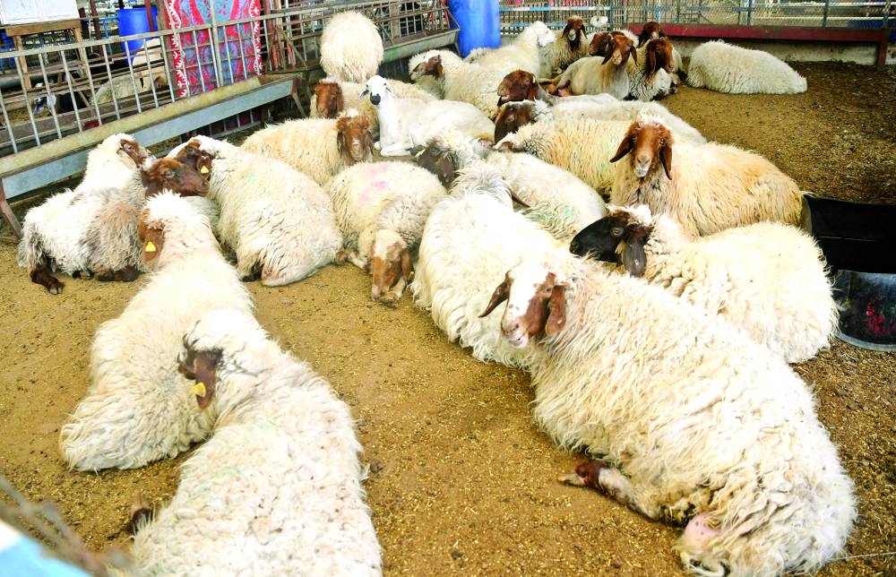 Sheep at the market. PICTURE: Shemeer Rasheed