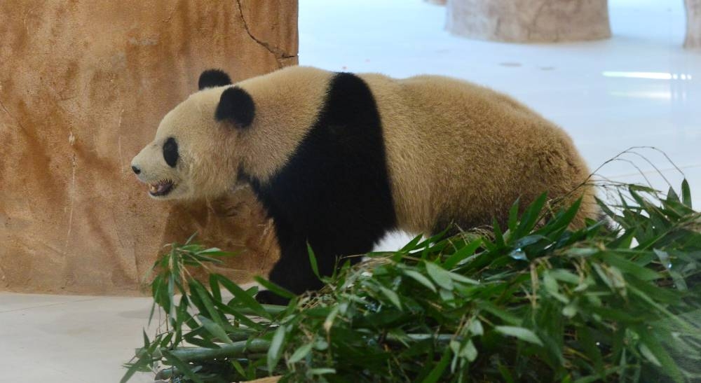 At the Panda House in Al Khor.