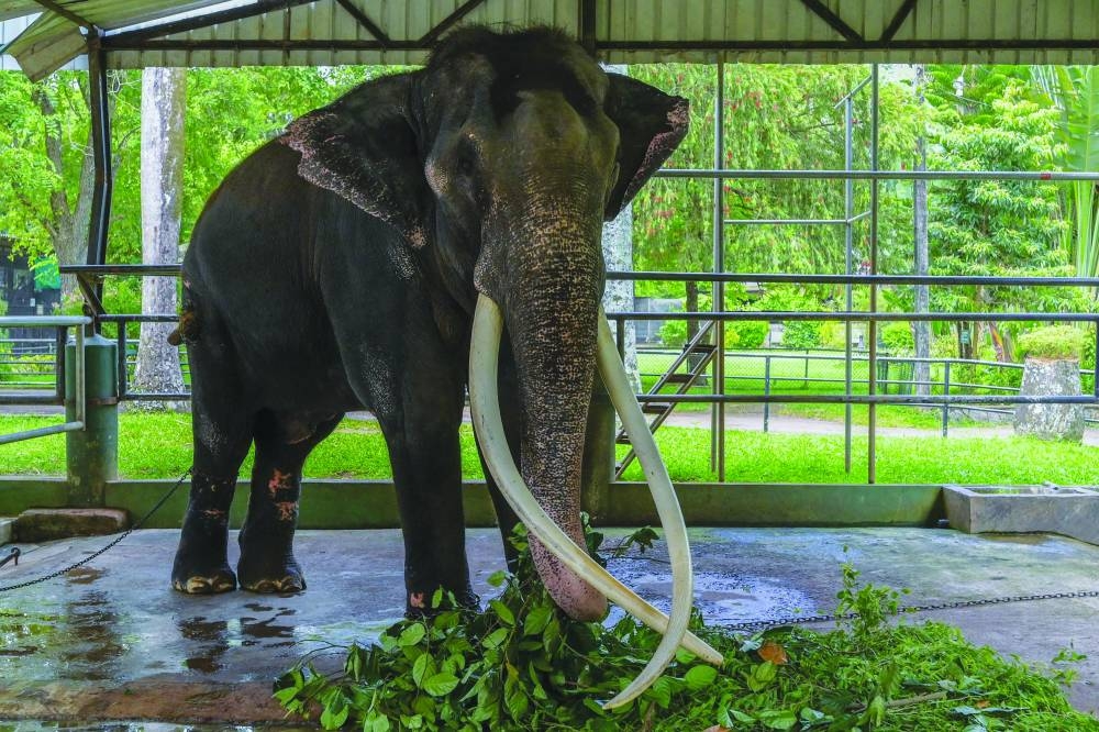 Elephant Muthu Raja feeds at Dehiwala Zoo in Colombo on Friday ahead of his relocation to Thailand.