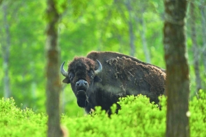 Bison reintroduced to Canada's Banff thrive again - Vimarsana News