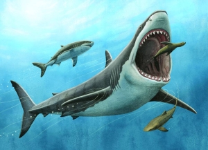 Tooth analysis confirms megalodon was warm-blooded - Vimarsana News