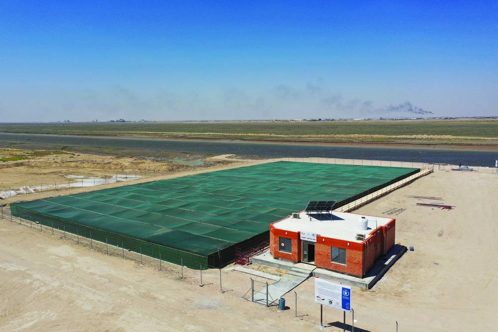 
A view of the mangrove nursery project, in the branching area of the Shatt al-Arab River, in Basra. 