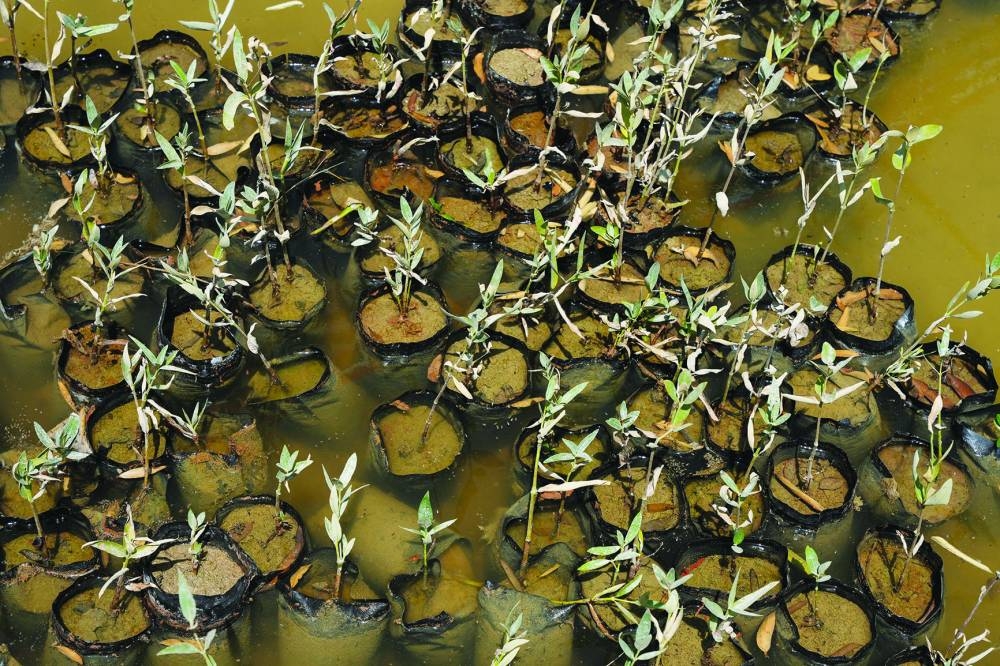 
Mangrove plant seedlings are seen in the mangrove nursery project in Basra. 