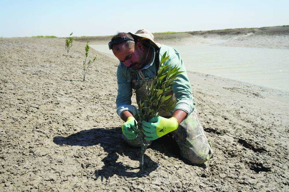 
Engineer Ayman al-Rubaie plants mangrove trees in the wooded areas of the Shatt al-Arab River in Basra. 