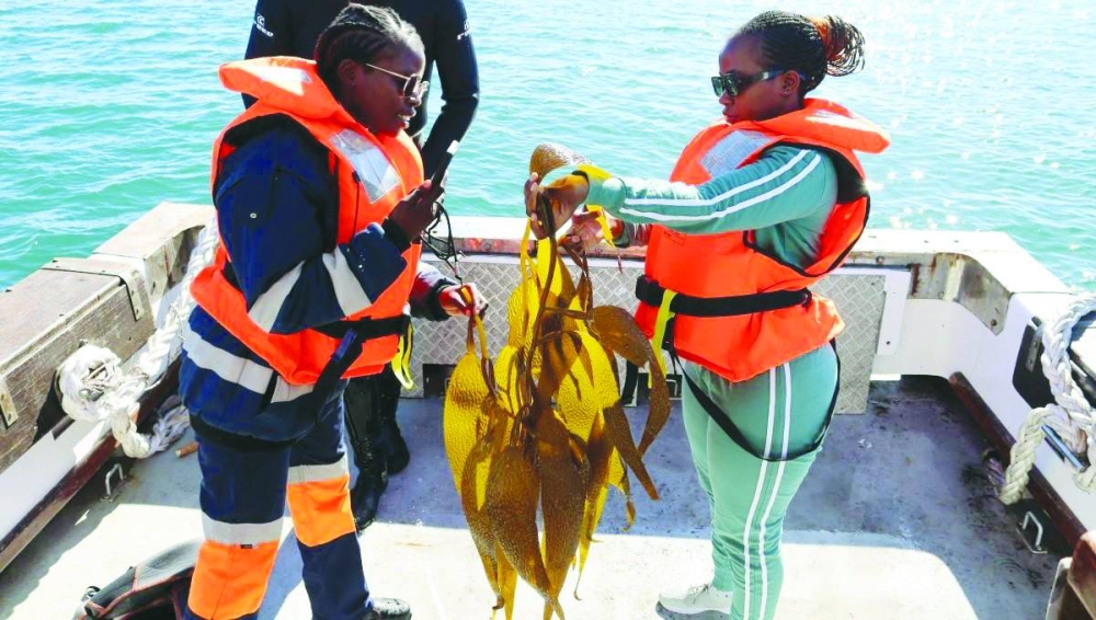 
Giant kelp grown in one of Kelp Blue’s experimental kelp forests in Shearwater Bay in Luderitz, Namibia. (Thomson Reuters Foundation) 