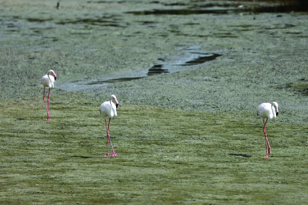 
Flamingos stand around a drying pond on a hot summer day in the Ras al-Khor Wildlife Sanctuary on the outskirts of Dubai. 