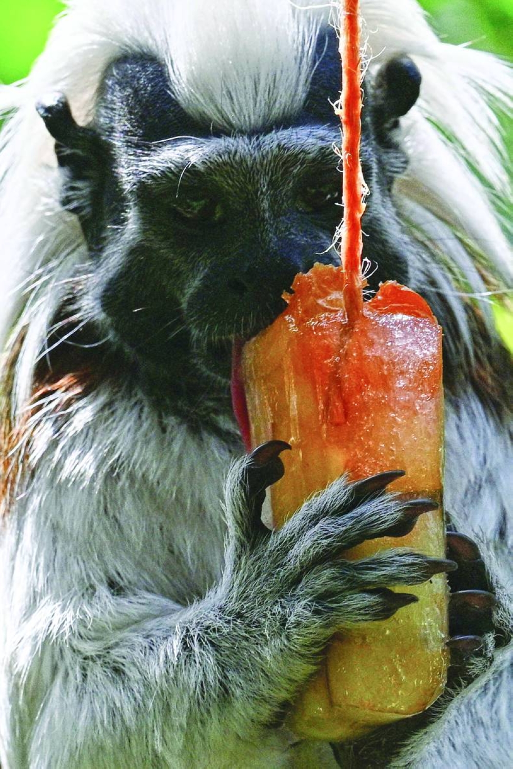  A Tamarine Oedipus eats iced fruit to cool off at the Rome Zoo as temperatures touch 40C during a heat wave on Wednesday. (AFP)