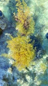 Qatar University establishes the first national marine macroalgae database - Vimarsana News