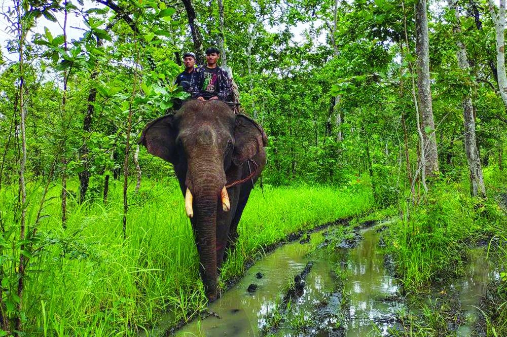 
This handout photograph released by the National Election Committee (NEC) and taken yesterday shows officials on an elephant transporting election materials to a polling station in Cambodia’s Mondulkiri province. 