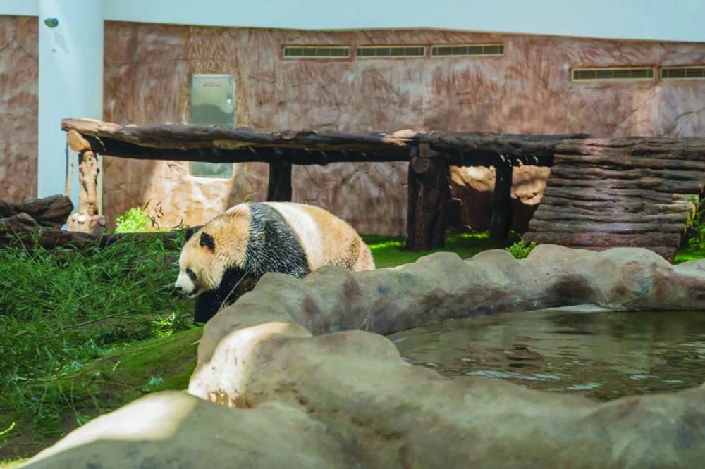 The habitat boasts swimming ponds and multiple play platforms for the pandas, providing ample opportunities to engage in their natural behaviours. PICTURES: VisitQatar