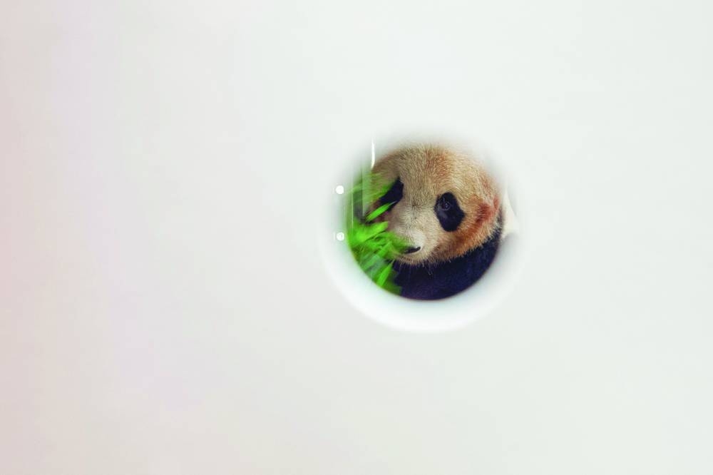 Giant panda Yuan Meng (seen through a hole in its transportation box)