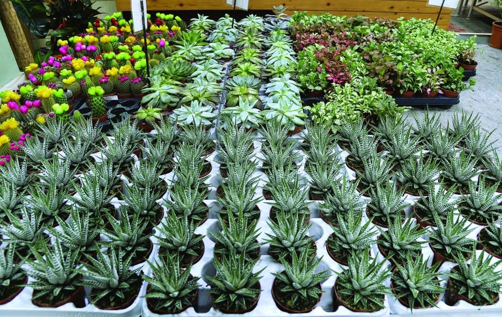 PICTURE: Shaji Kayamkulam