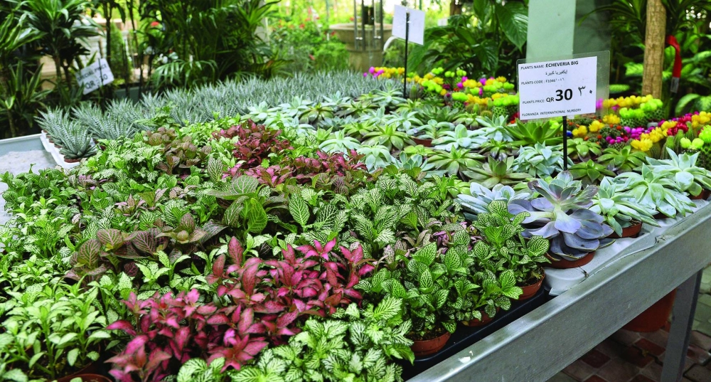 PICTURE: Shaji Kayamkulam