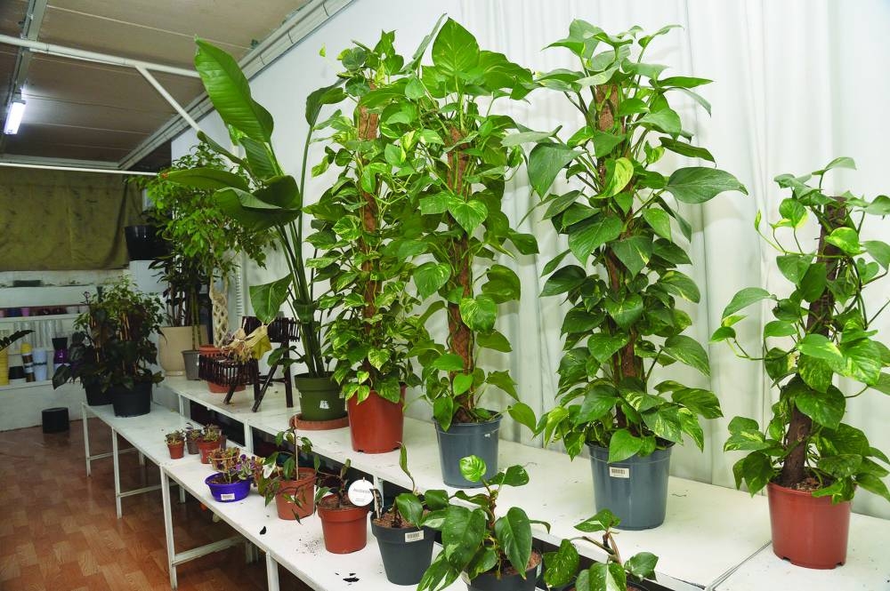 PICTURE: Shaji Kayamkulam